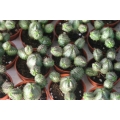 Euphorbia globosa x obesa 9cm container